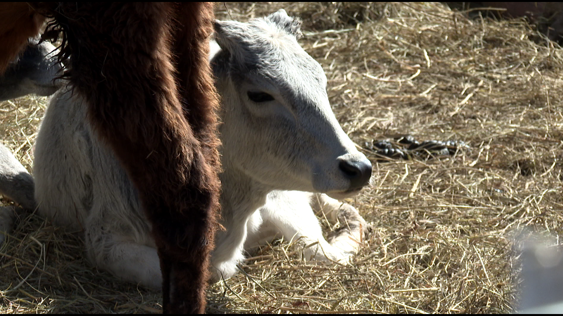 Send a petting zoo gram this Valentine's Day, Tiny Hooves Rescue - Vimarsana News