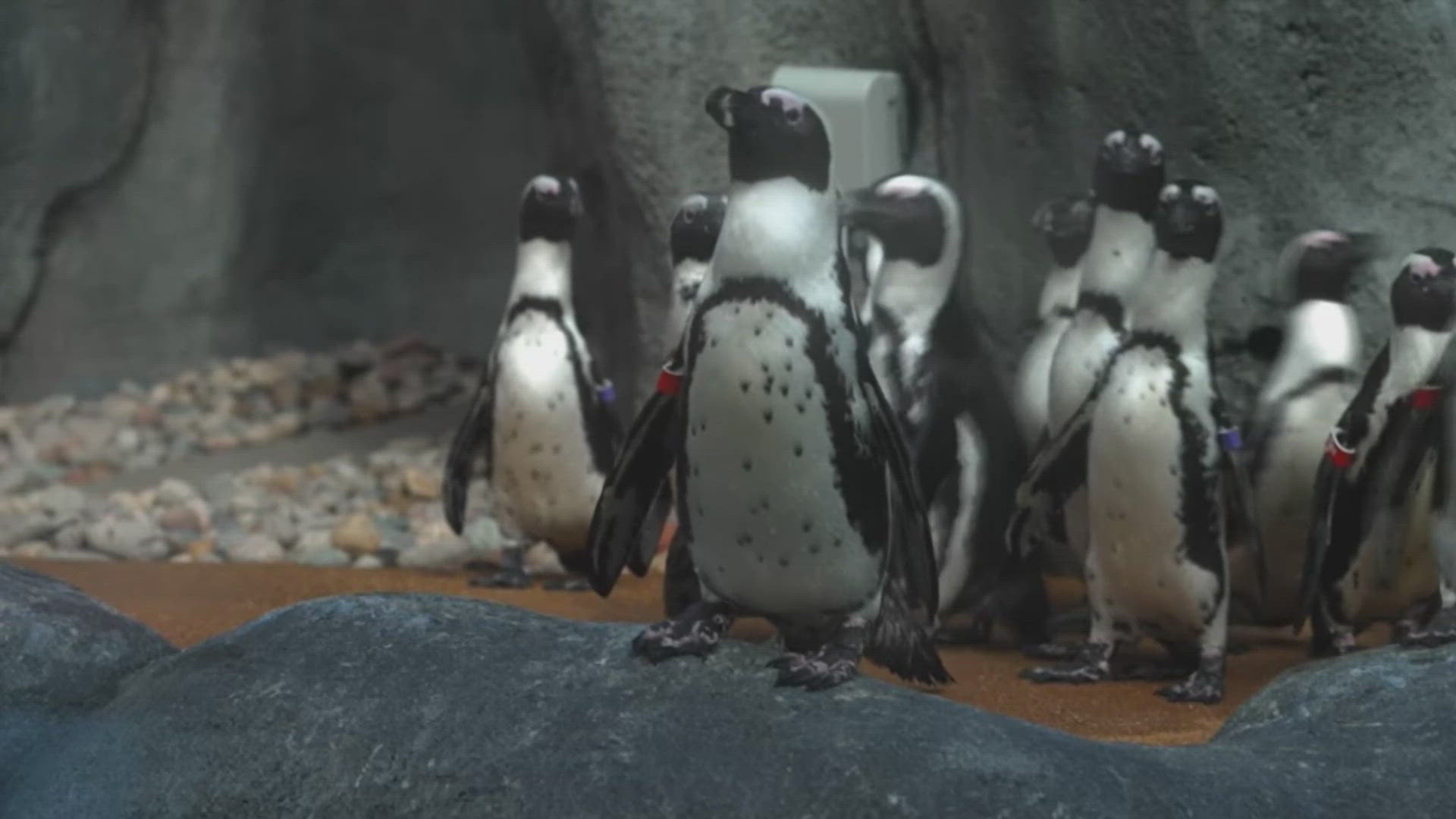 There are 22 black-footed penguins living in the exhibit.