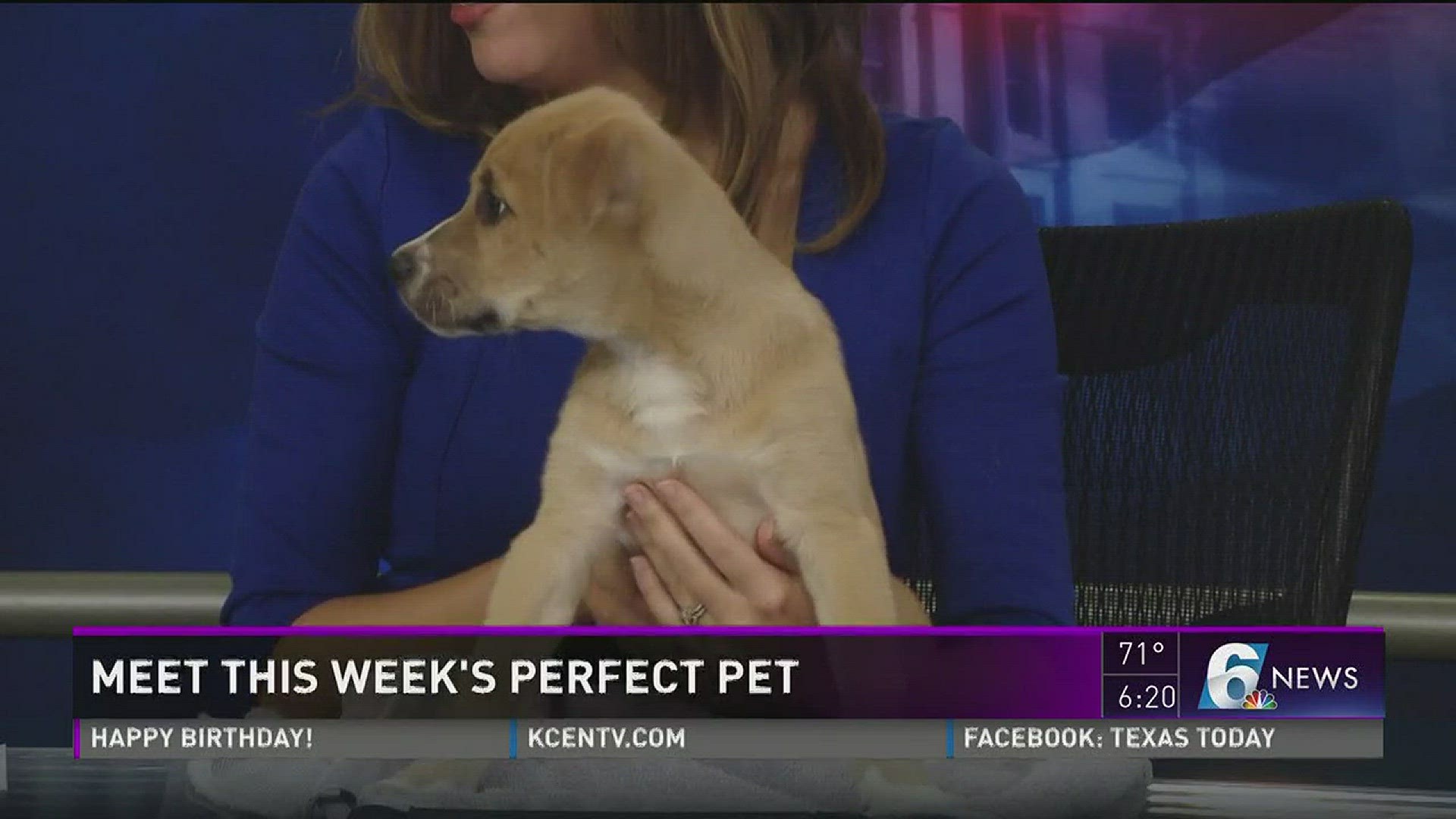meet this week's perfect pet
