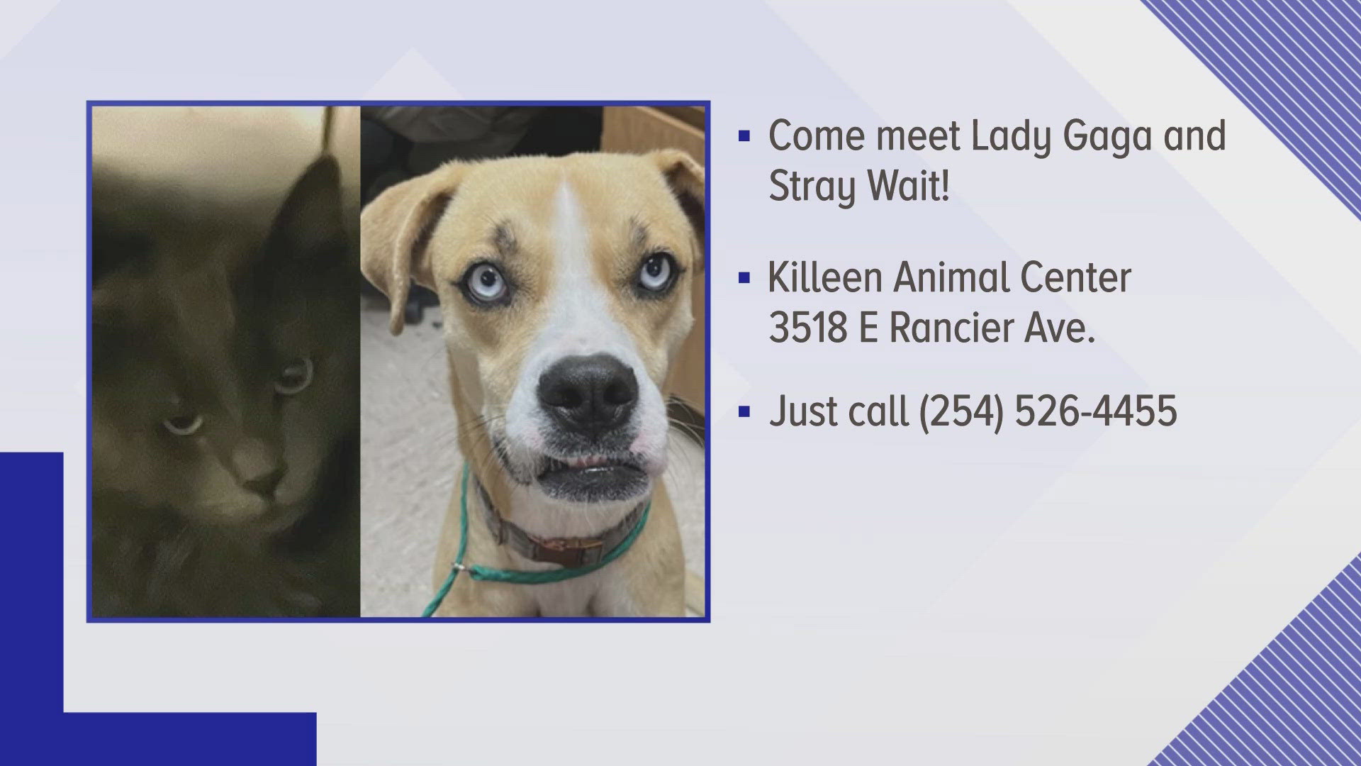 Texas Today is highlighting this weeks Perfect Pet up for adoption at the Killeen Animal Shelter. 