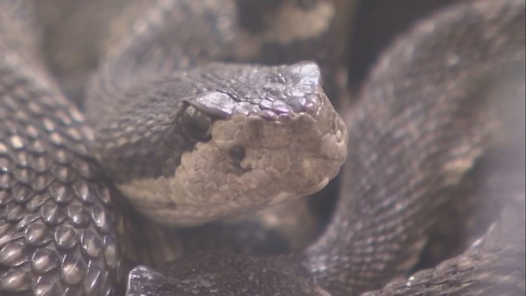 How to protect your pets from Rattlesnakes