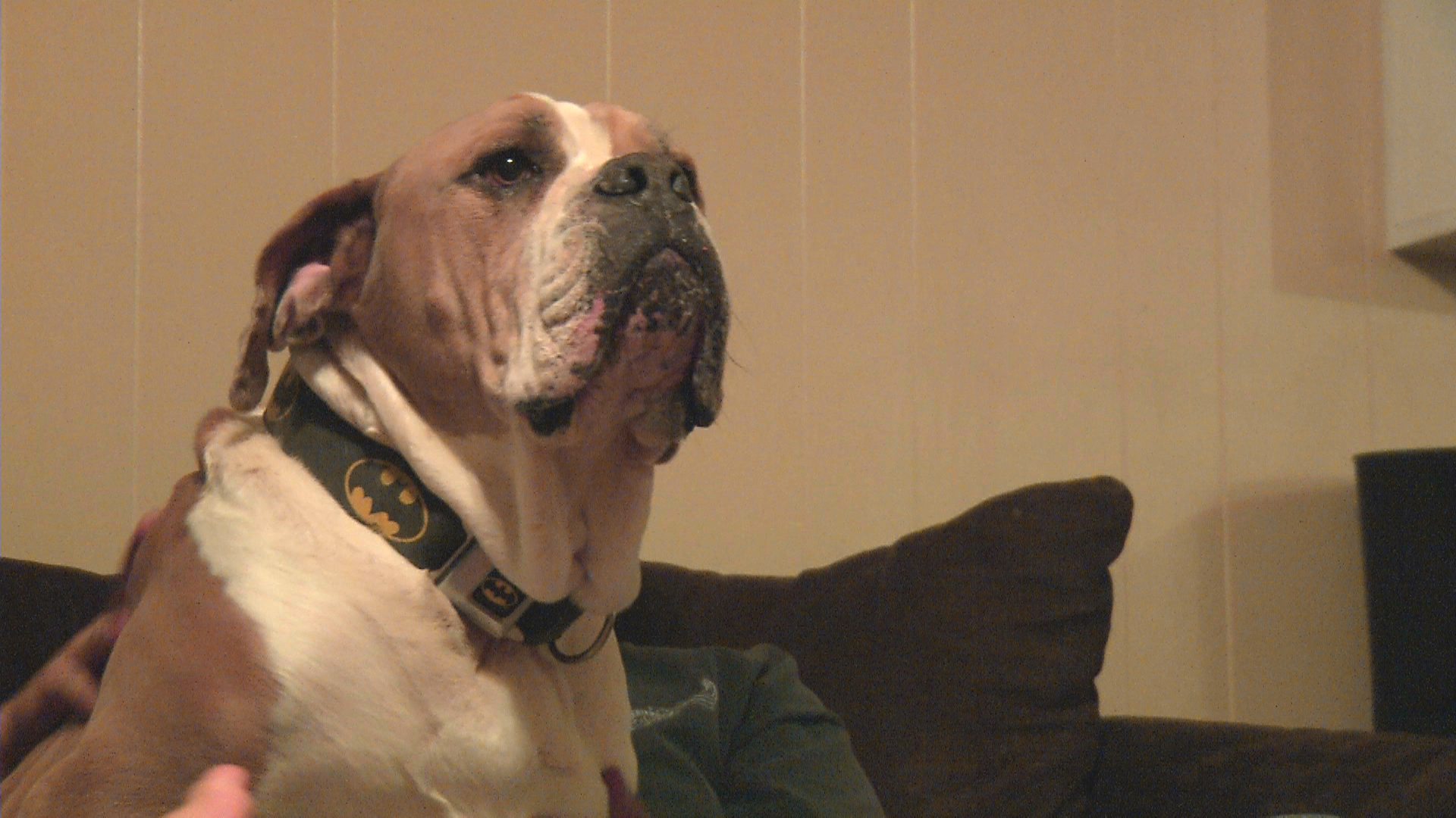 A family in Robinson was worried last week when their Bull Mastiff escaped from their backyard. Little did they know that when Cooter Brown returned, their family would get bigger.