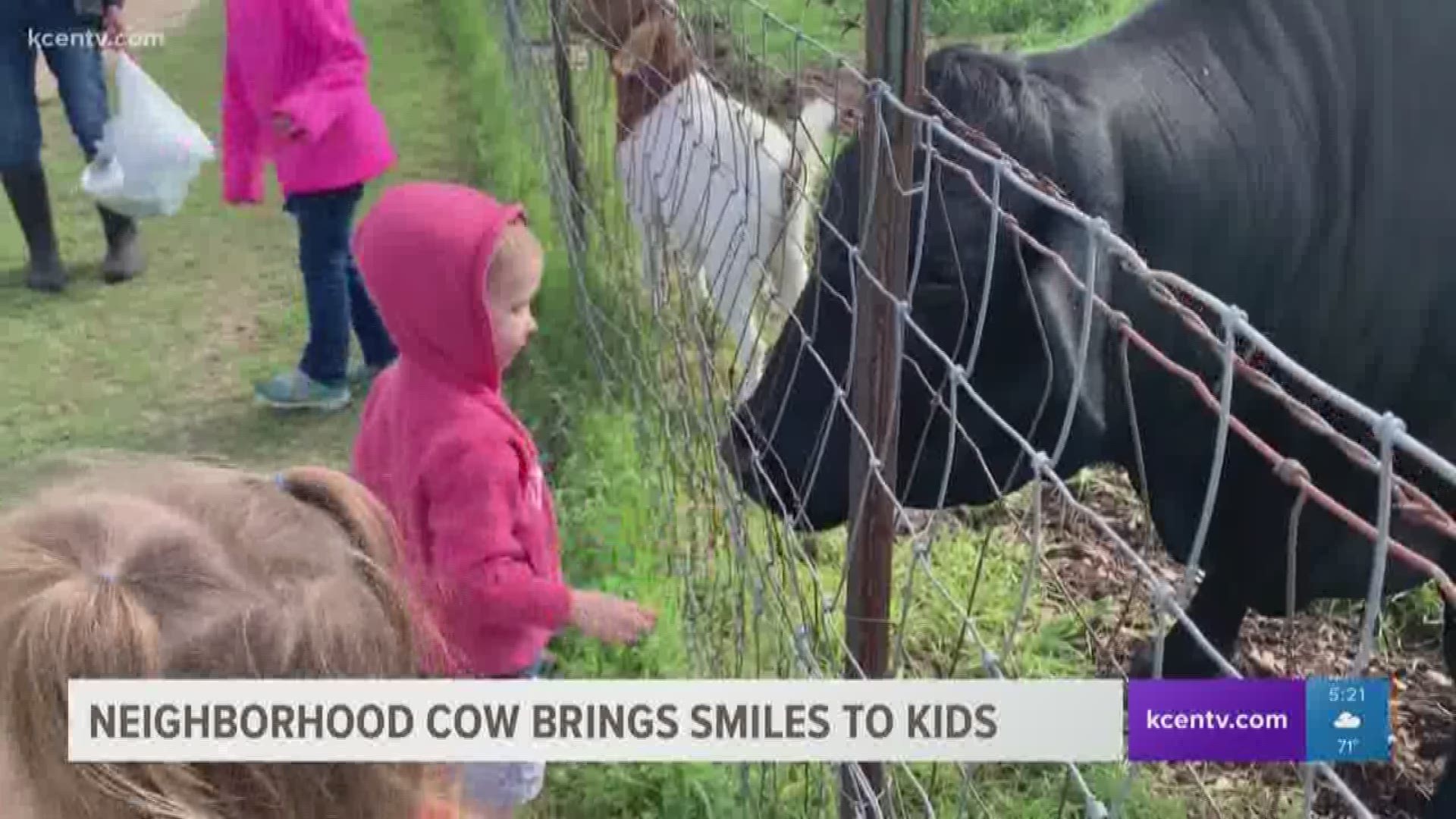 "All the kids love to come see her." | Kids flock to the neighborhood in the afternoon to pet and feed Daisy.