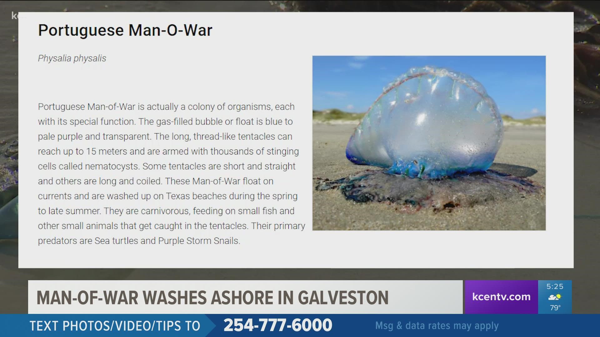 The clear blubber creature is actually a Portuguese Man-of-War that has been surfacing on Galveston beaches.