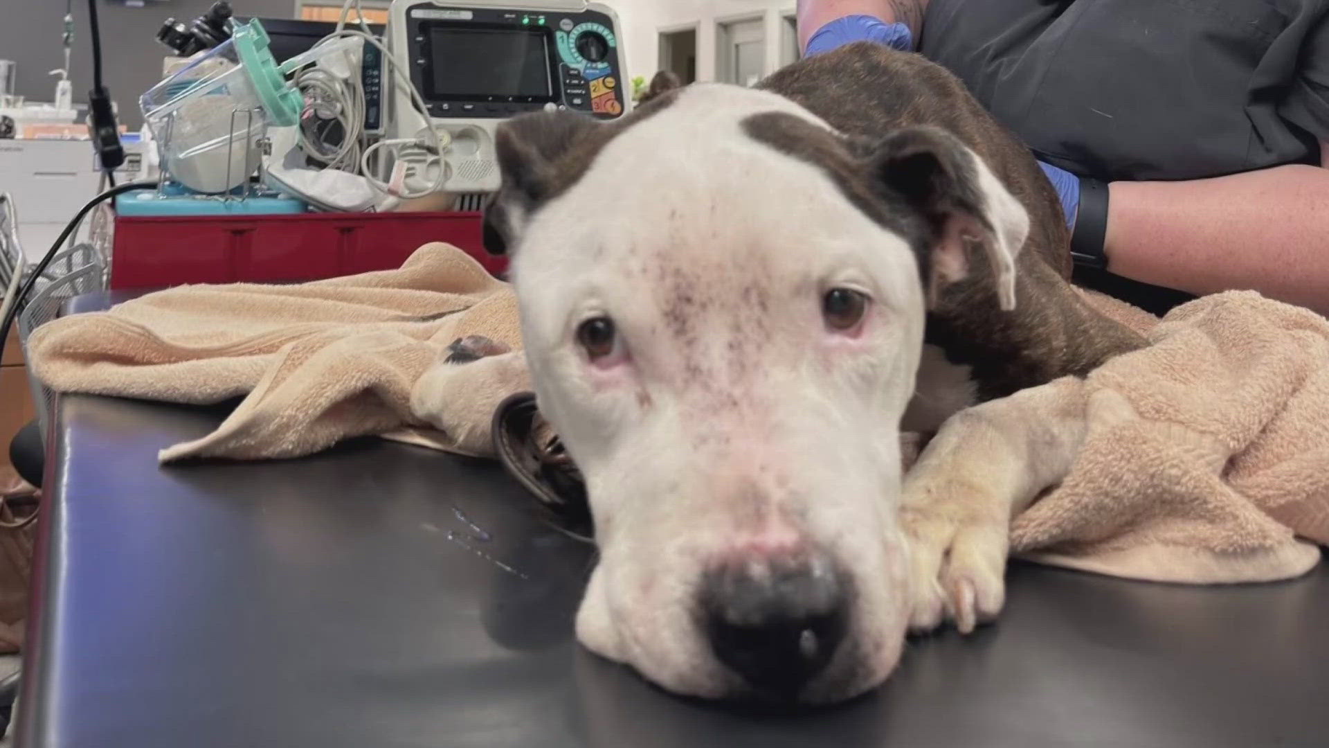 Killeen Animal Services said the dog, now renamed Cyrus, is receiving treatment and many are donating to his care.