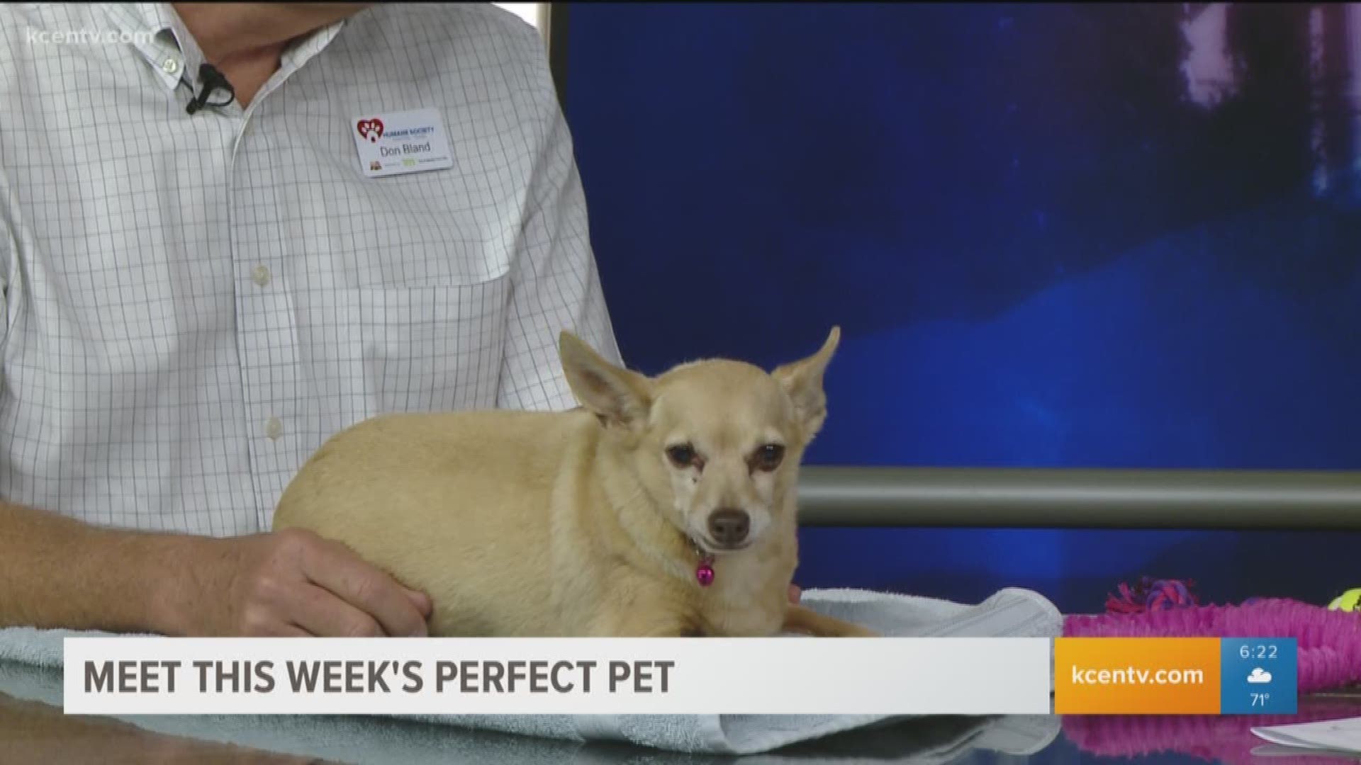 Meet this week's perfect pet Noah. You can adopt him from the Humane Society of Central Texas.