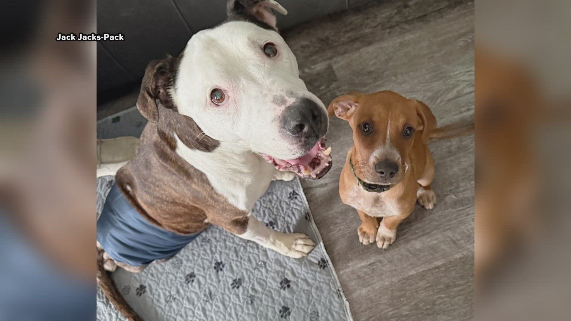 Cyrus was taken from a home by police with serious injuries in early July after his owner was arrested.