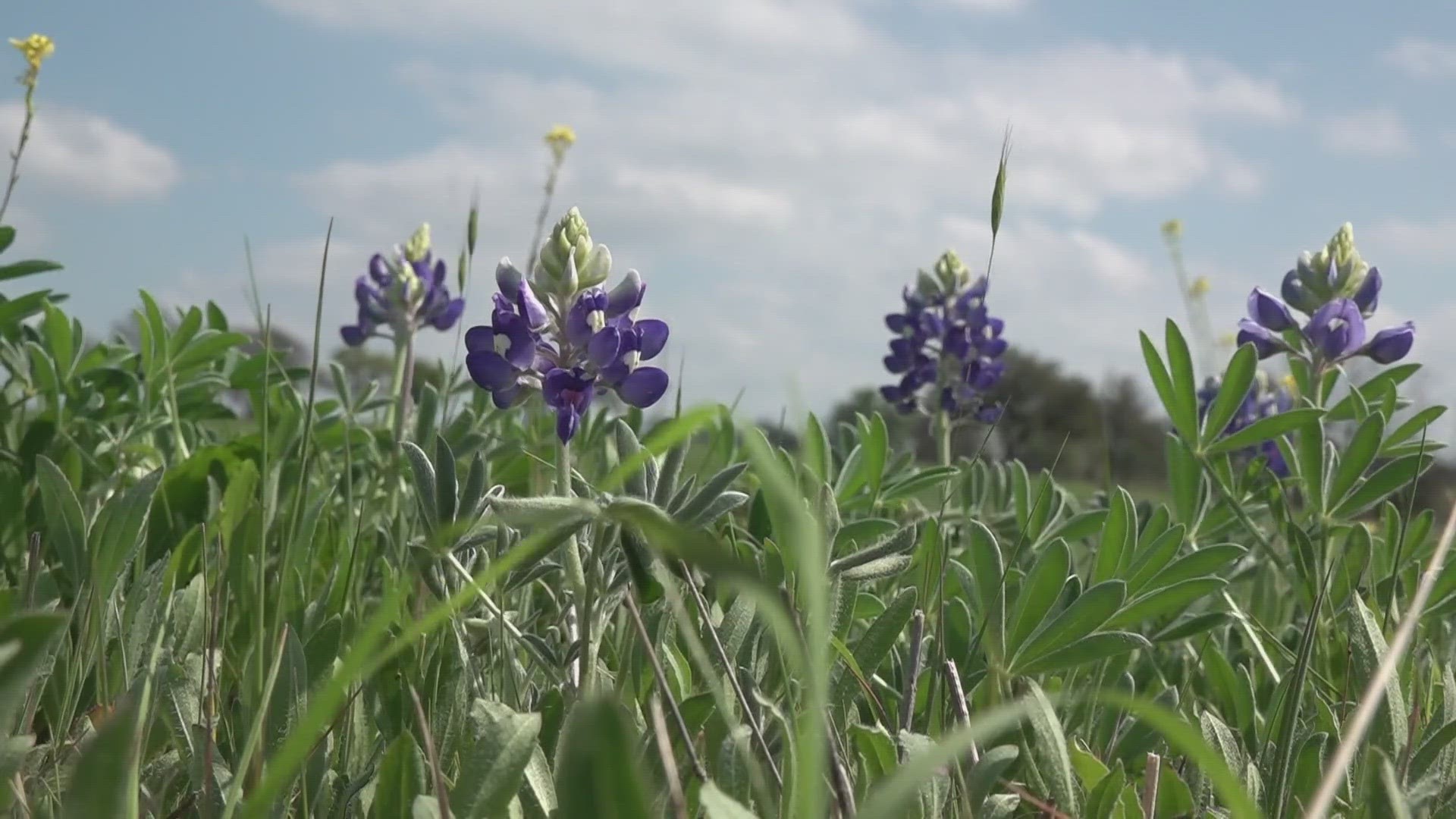 Wild animals like snakes and scorpions tend to reside in bluebonnet fields, raising the risk of danger.