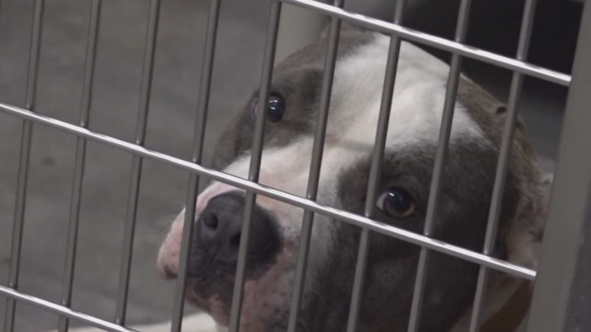 Waco Animal Shelter offering donation-based adoptions this week 
