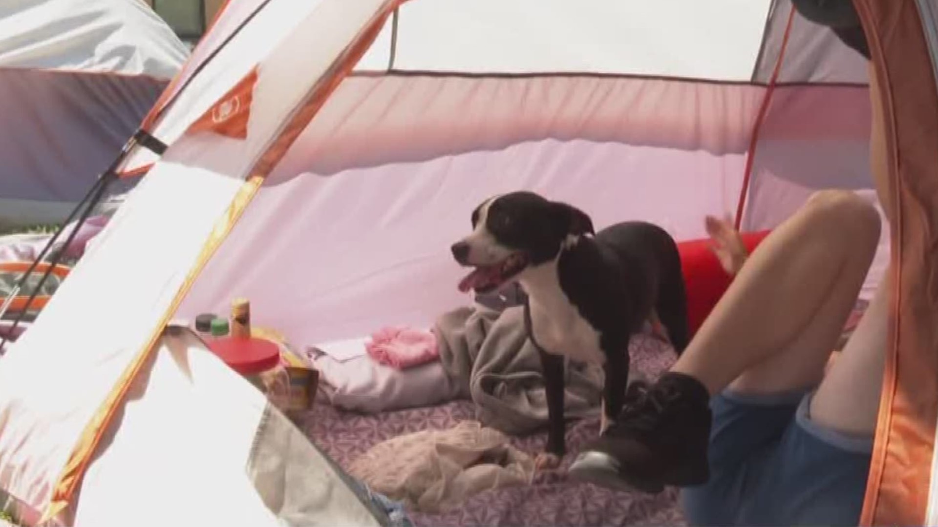 The director of the Pound Pup and Friends rescue is helping animals in Killeen's tent city with donations and medical services. She even took in two dogs from a homeless family moving out of state and promised to care for them herself until they find their forever home.