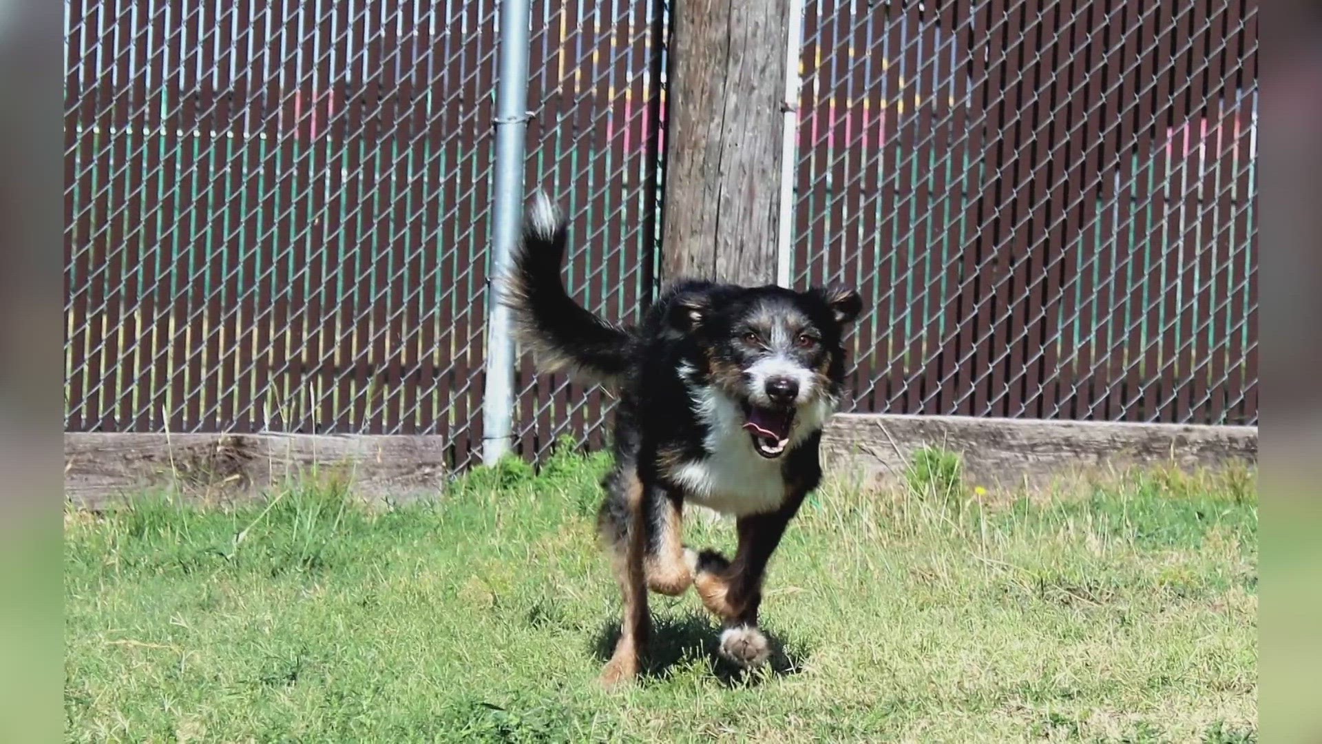 Larry is 2-year-old Australian Cattle Dog mix.