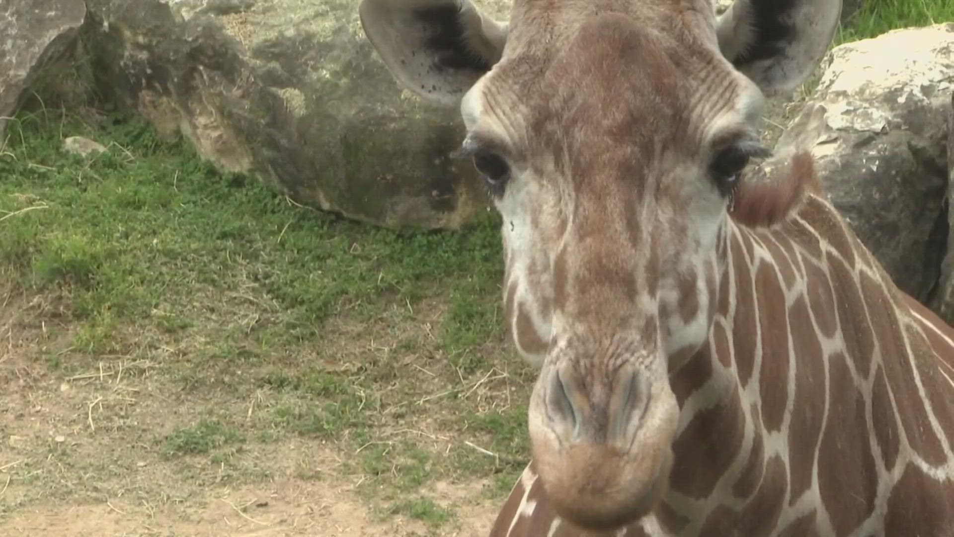 This came to life from the zoo's New Idea Committee, which works at expanding the zoo's diversity and equity and inclusion efforts.