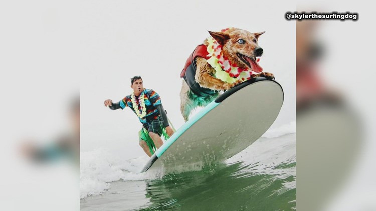 A surfing dog and new foods coming out | What's Trending