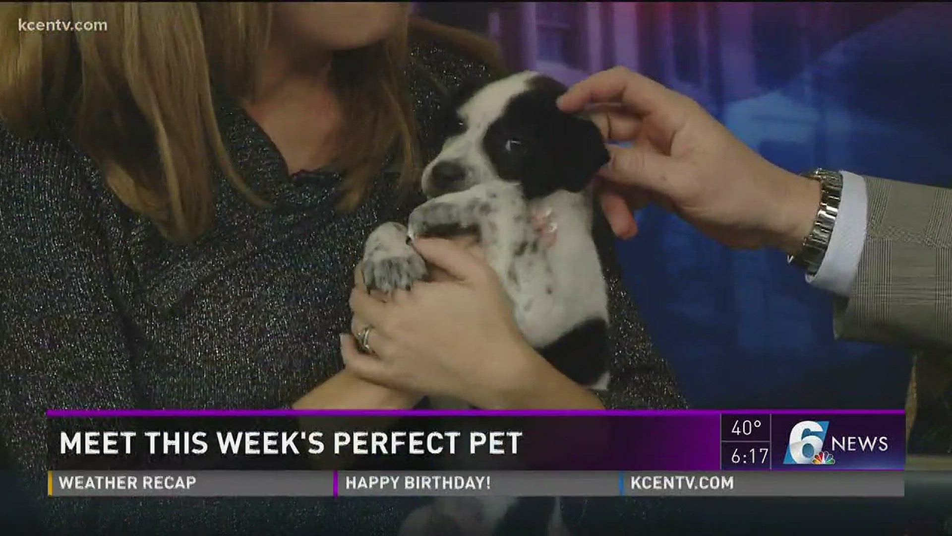 Meet this week's perfect pet!