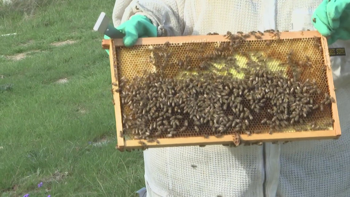 Central Texan beekeepers say bee's are welcome | kcentv.com