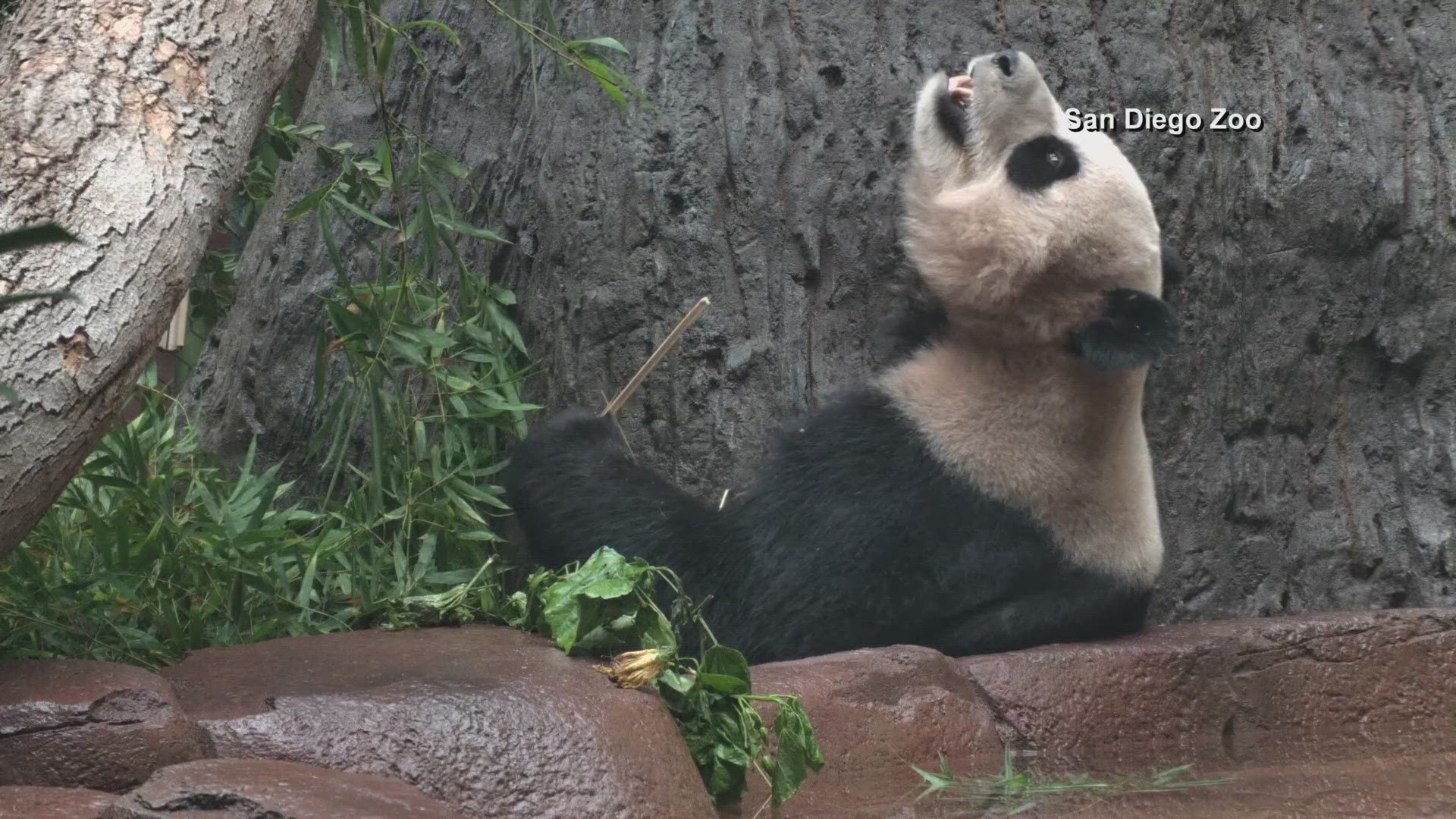 Viewers across the world can watch the pandas in their habitats 24/7.