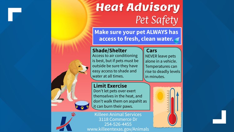 How people can keep their pets safe during a heat advisory
