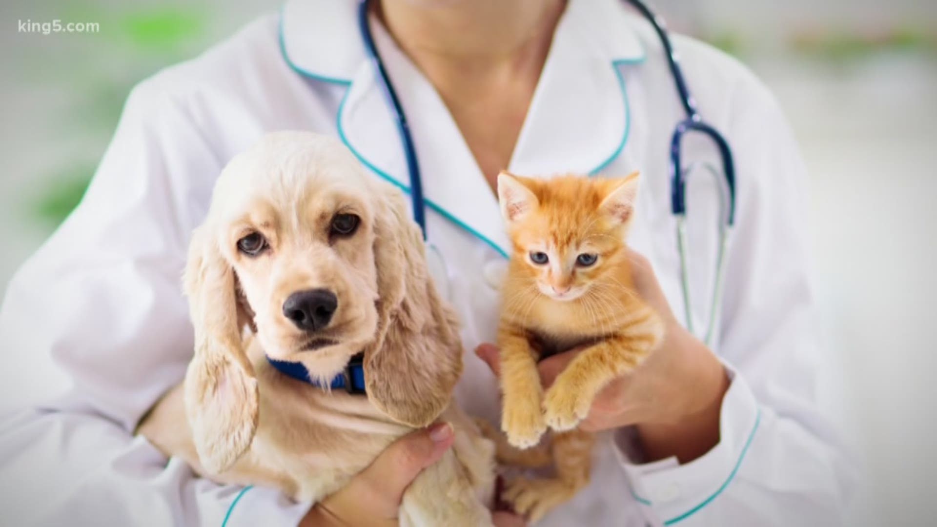Chris Rogers verifies if pets are at risk in catching the coronavirus.