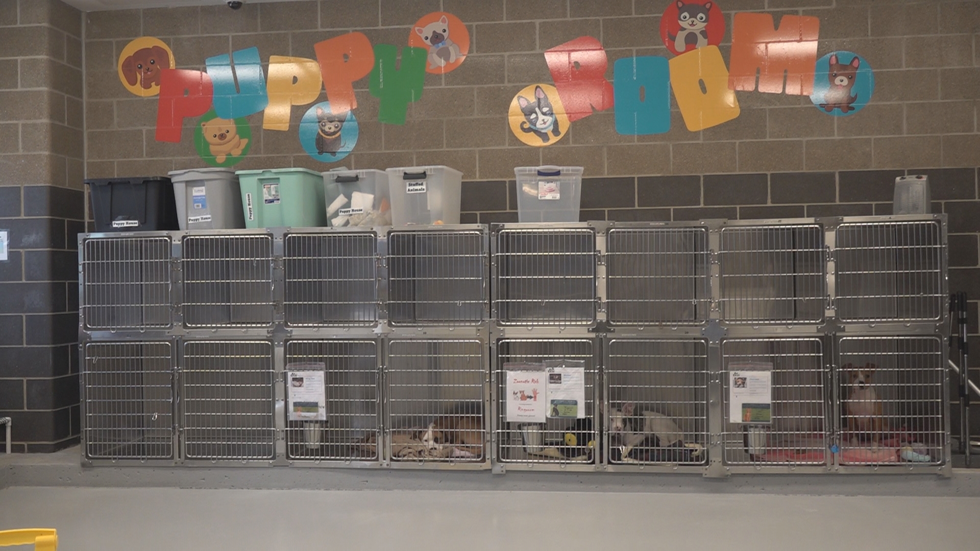 Pet Circle Regional Animal Center joins 'Clear the Shelters' with free adoptions every Friday