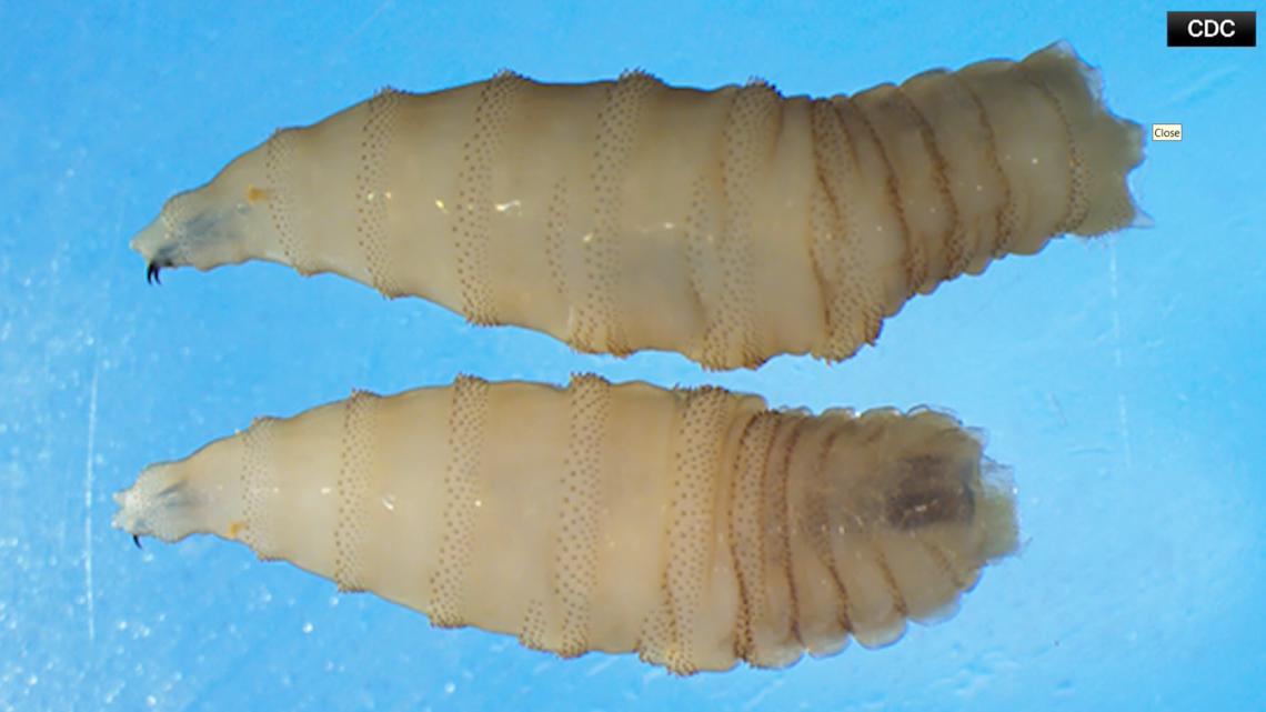 USDA, Army Corps of Engineers partner to build $750M sterile fly facility in South Texas to combat New World Screwworm threat