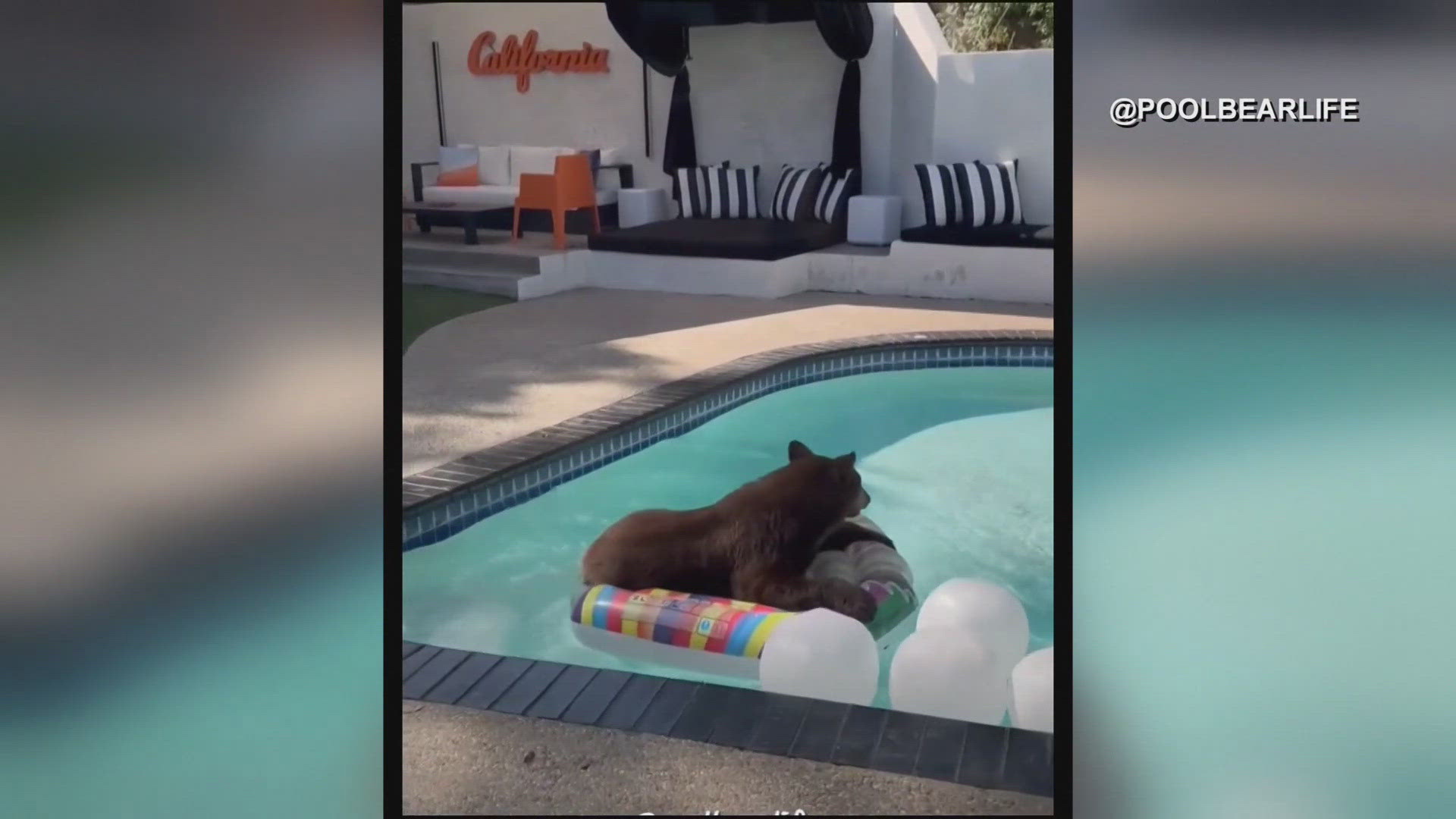 A California family recorded a video of a bear having fun with their pool floaties!