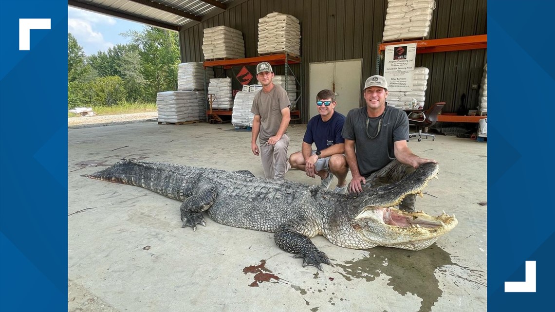 Mississippi News | 800 pound alligator caught breaks state record - Vimarsana News