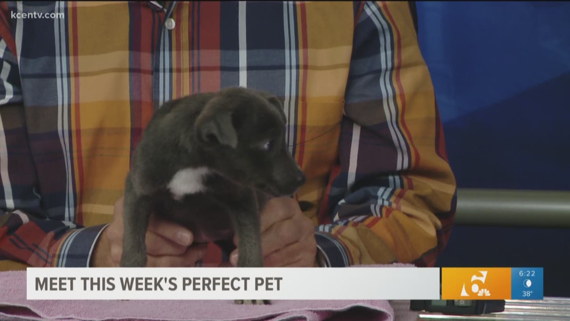 Meet this week's perfect pet. You can adopt them from the Humane Society of Central Texas.