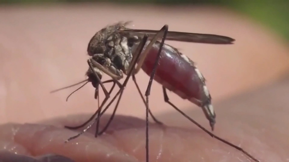 Texas reports first West Nile Virus case of 2025 in Brazos County, urges mosquito precautions