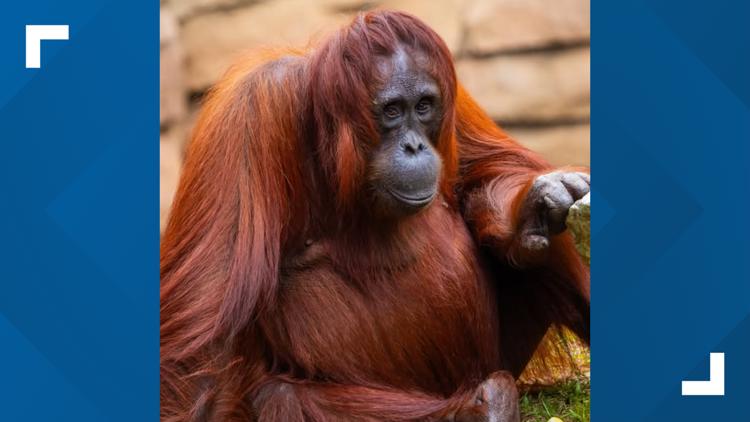 【Orangutan】羽毛布団　superior1 BUCHENBAUM Waco, Texas: Cameron Park Zoo welcomes new orangutan Indra