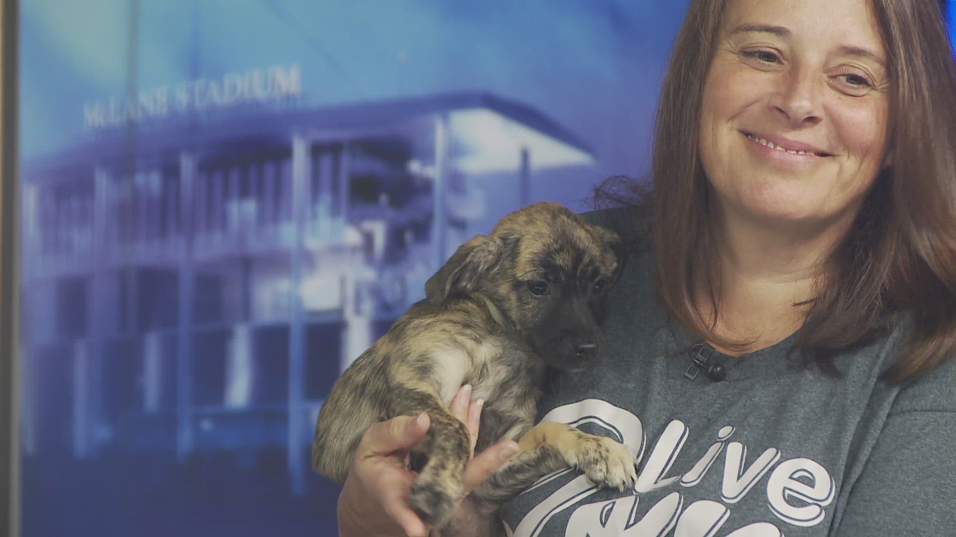 Tua & Mindful were pulled from a Bastrop shelter. They are between 8-11 weeks old.