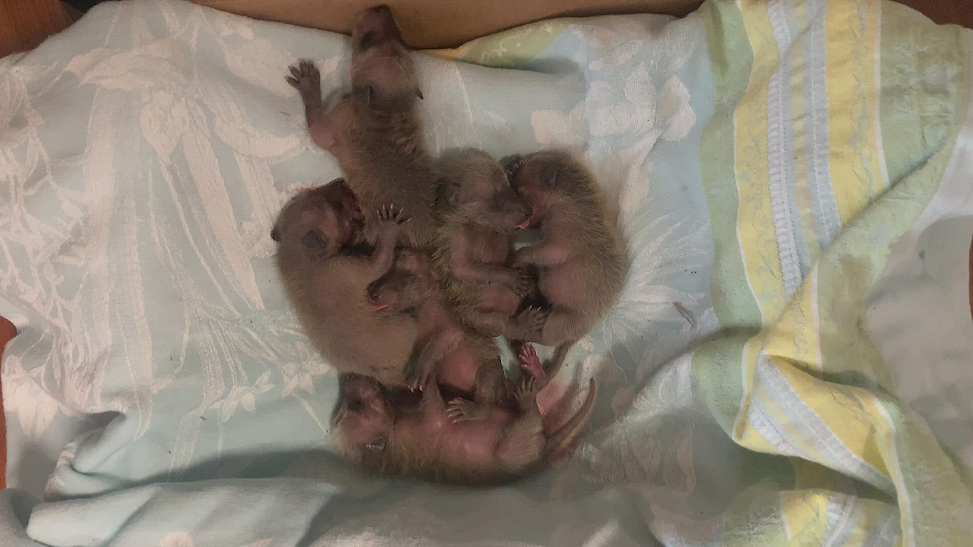 AdventHealth Central Texas healthcare workers save baby raccoons in storm drain