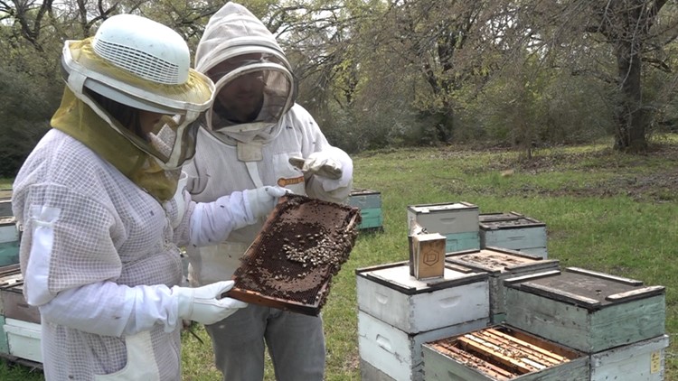 Honeybees need your help | How Walker Honey Farm has survived many hurdles