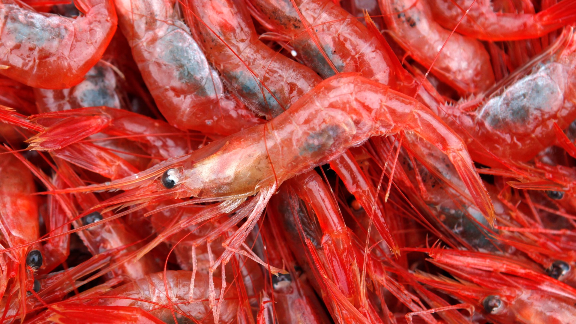 Social media posts and news headlines are claiming that researchers have found cocaine in shrimp. Is it true?