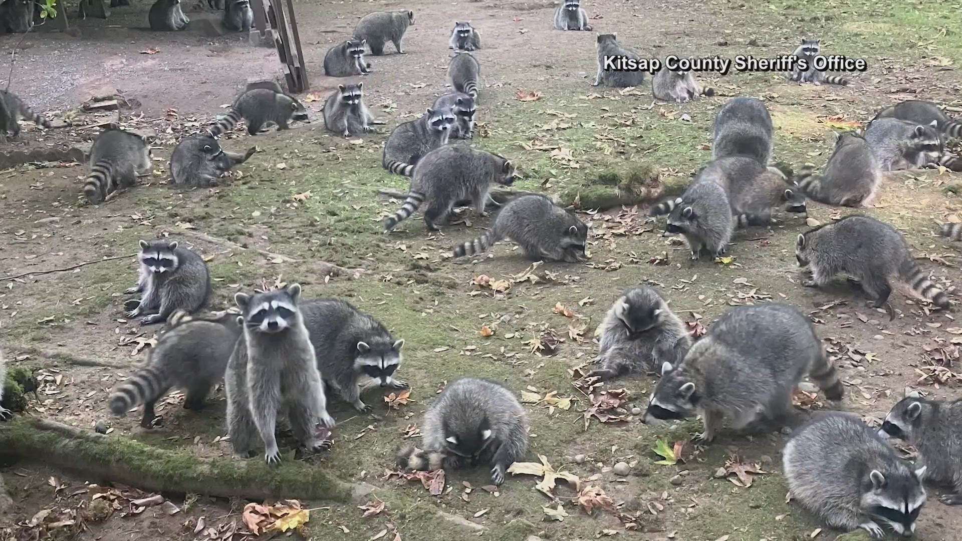 Woman called police after a mob of hungry raccoons surrounded her home