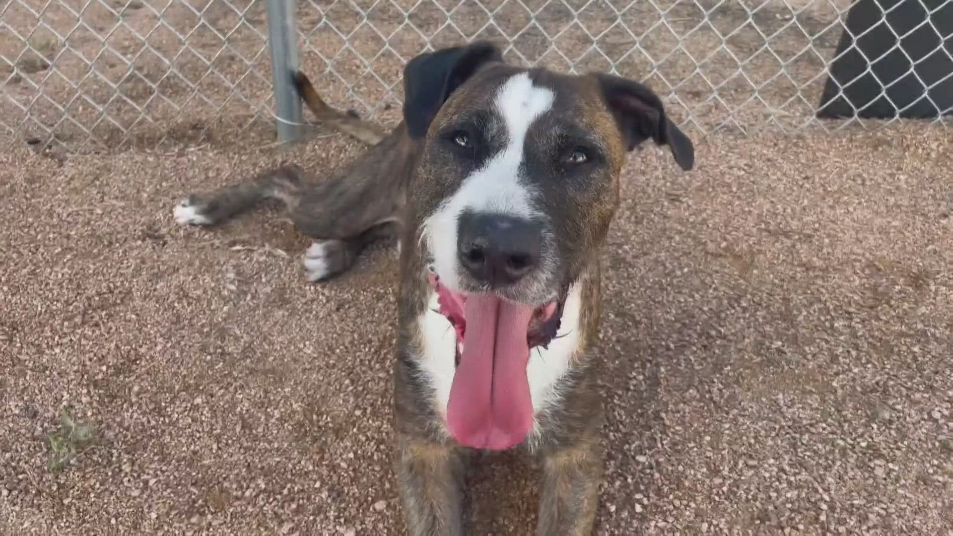 Yadi is waiting for his forever home at the Killeen Animal Shelter.