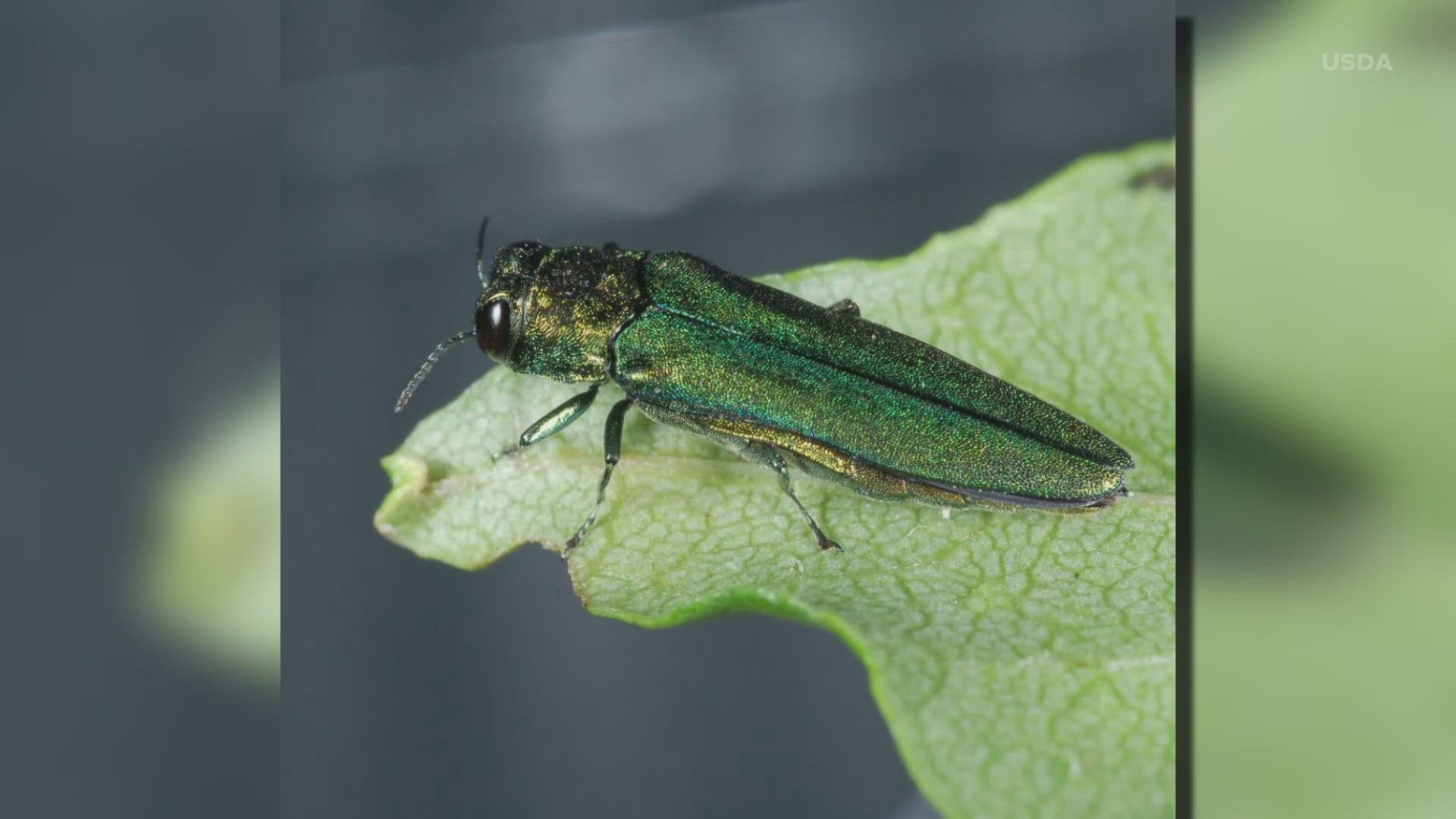 The emerald ash borer is considered to be one of the most invasive pests in the country. Experts believe human activity brought it to Central Texas.