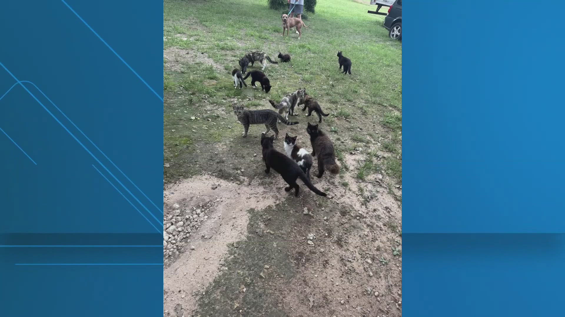 Snip & Tip lost its current facility and needs the public's help. It's a spay and neuter program that's helped more than 1,000 stray cats this year.