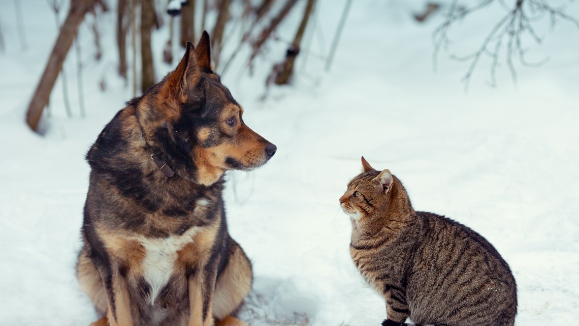 Money Talks| Budgeting for our furry friends - Vimarsana News