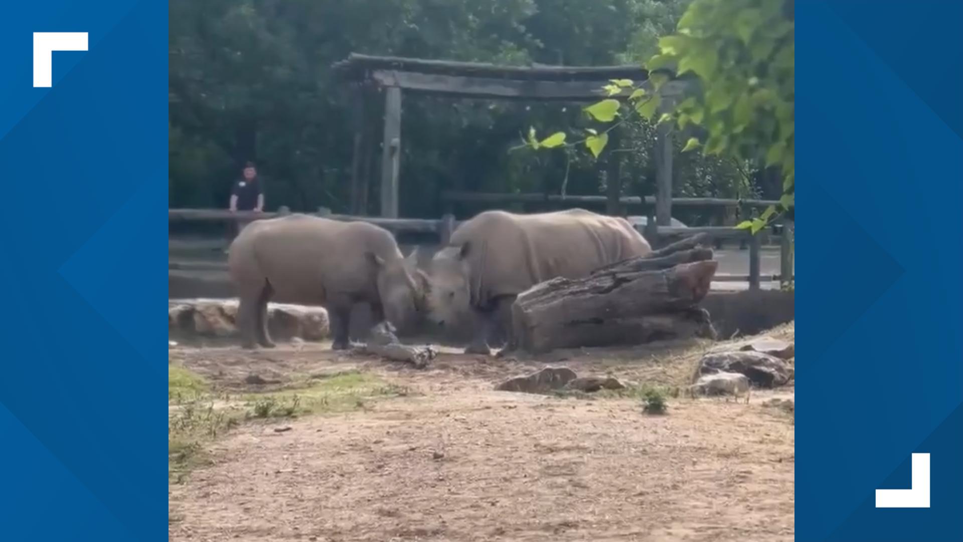 The zoo's newest rhino, Mosi, has officially been introduced to his new habitat-mate Ethel. A video shows their first face-to-face meeting.