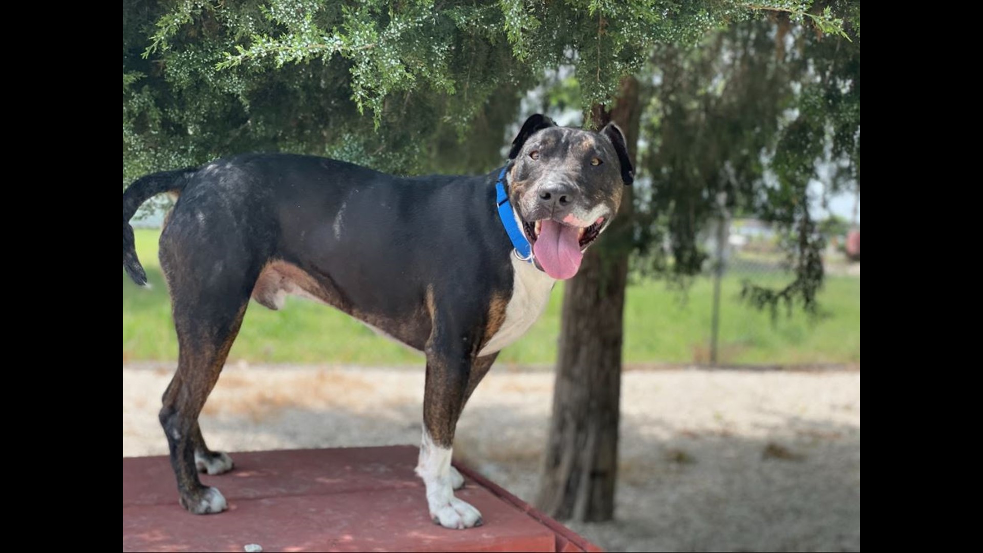 Briggs has been adopted from the Humane Society of Central Texas three times since 2018. Now, he's hoping to find his 'furever' home.