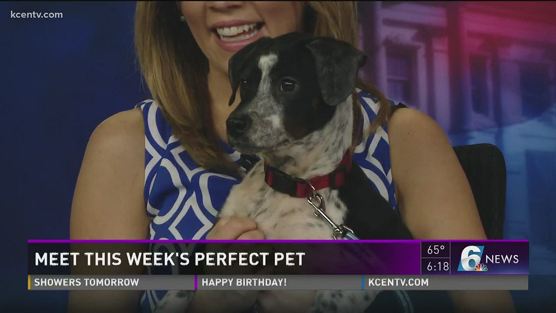 This pup is available for adoption at the Humane Society of Central Texas.