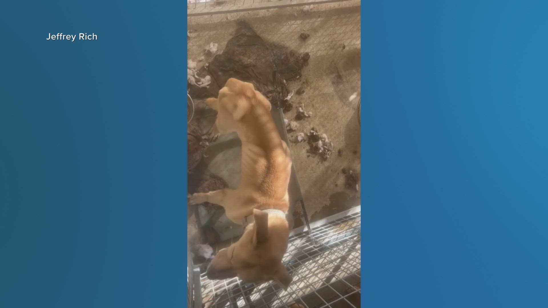 The graphic videos and images show dogs at the animal shelter appearing malnourished and living amongst their own feces.
