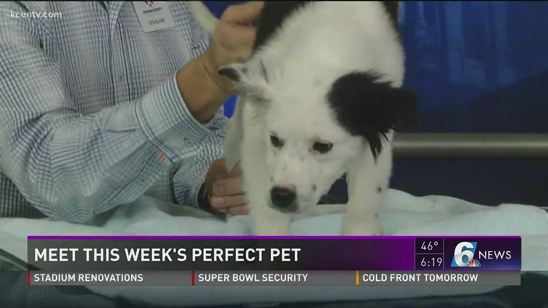 Meet this week's perfect pet!