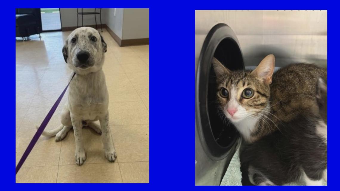 Adopt Bruno & Zinnia from Killeen Animal Center Today