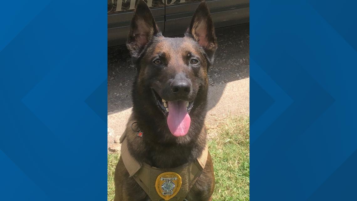 Waco K9 Officer Andor returns to stable condition after shooting ...