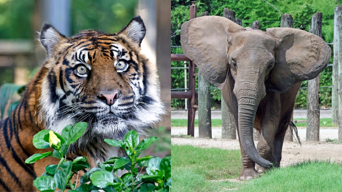 Cameron Park Zoo mourns loss of Sumatran tiger and African elephant