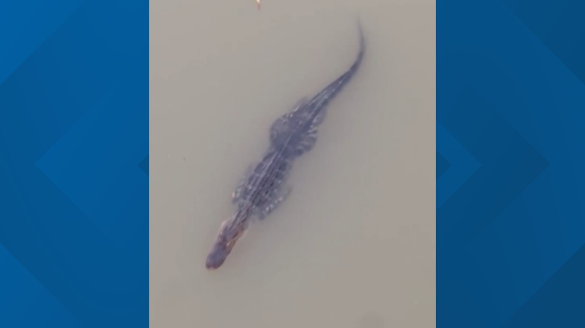 Waco, TX News | Experts speak on Brazos River Alligator - Vimarsana News