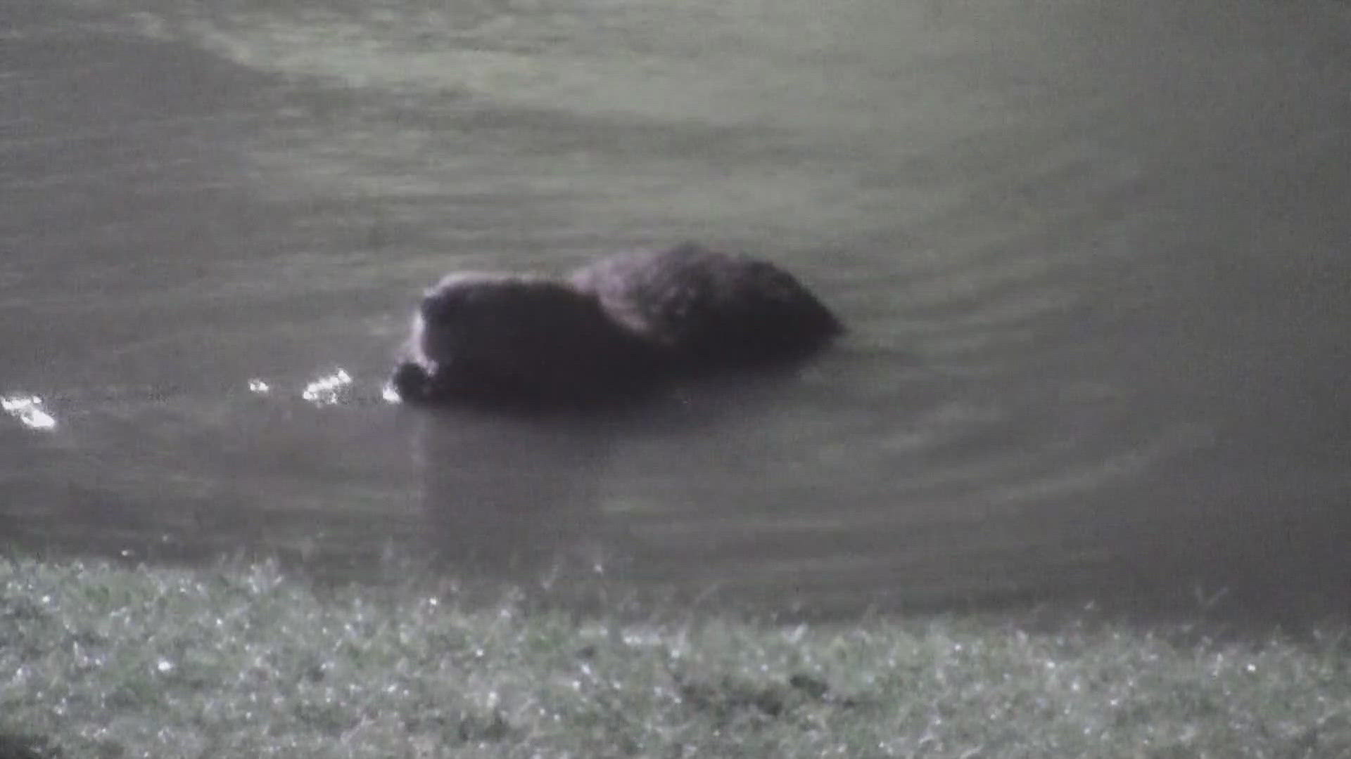 The rains that have drenched the Lone Star State have washed up an interesting creature at Buc-ee's in Denton.