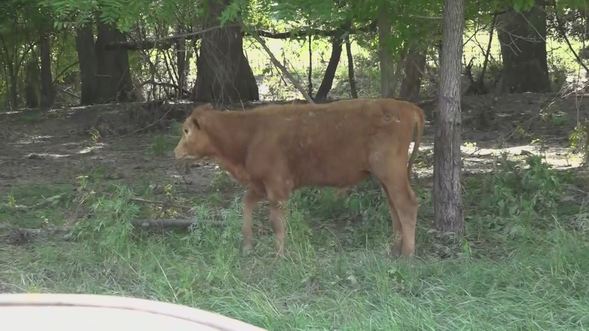 A Central Texas couple said most of the cows were from Lampasas, which is 40 miles from the lake.