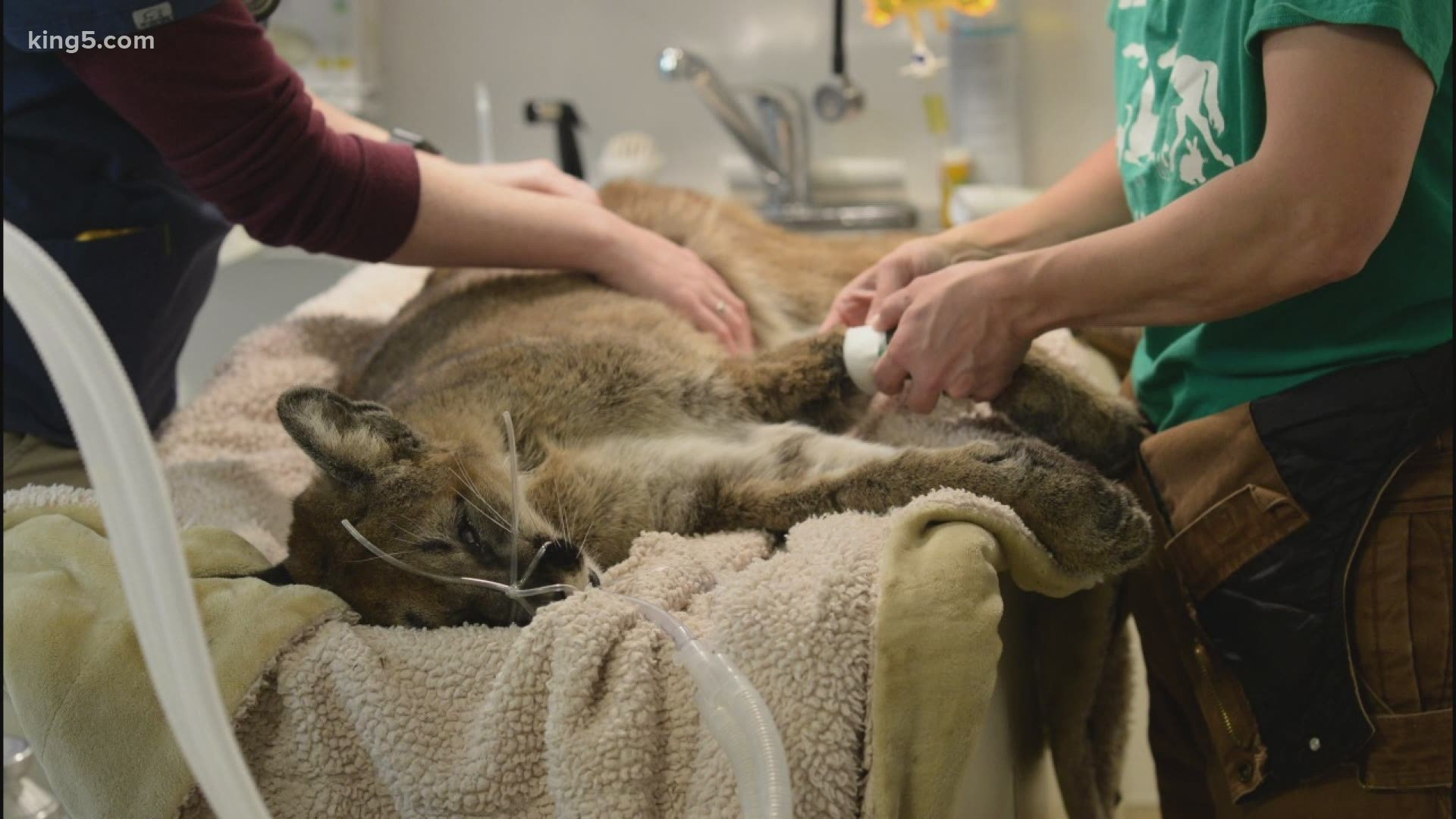 An orphaned cougar suffering from starvation found its way to the Central Valley Animal Rescue in Washington and was later transported to Waco.